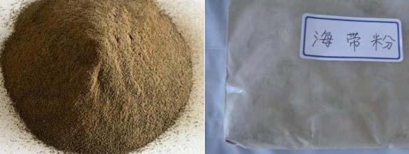 海帶粉 海帶粉